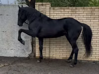 Ат, Карачаев ат — сүрөт 1