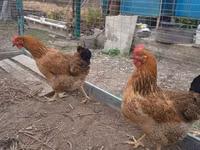 Chickens — الصورة 2