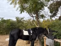 公马, Friesian — 照片 4