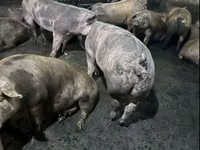 Säue, Schweine — Foto 1
