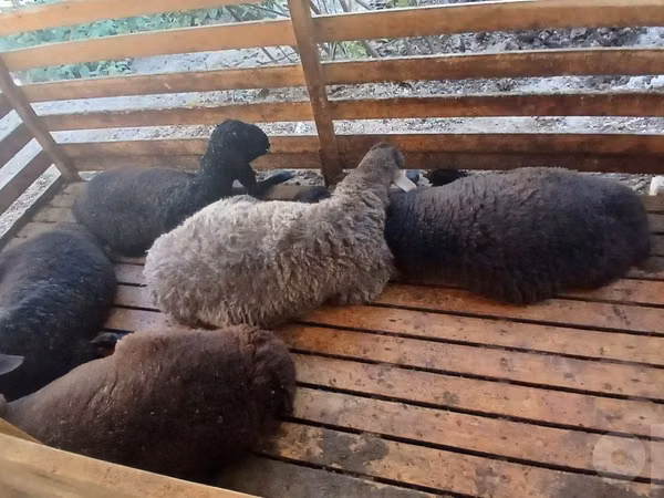 公羊, Sheep