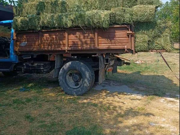 Baloți de lucernă