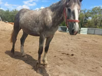 Aygʻir, Altai horse — 5-rasm