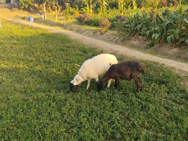 Carnero, Ovejas