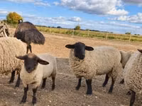 Berbec, Suffolk sheep — foto 2