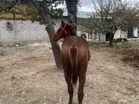 公马, Horses — 照片 4