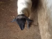 Qoç, White Suffolk sheep — foto 1