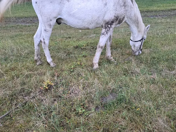Cavalo, Cavalos