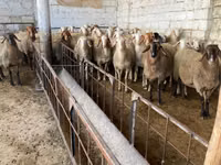 نعجة, Awassi sheep — الصورة 2
