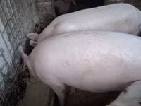Pigs (batch, sex not specified) — photo 1