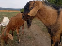 Ziegenbock, Ziegen — Foto 1