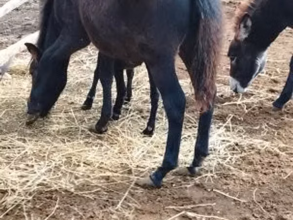 Cal, Welsh Mountain Pony