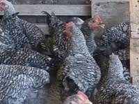 Chickens — photo 3