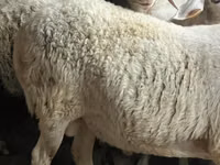 كبش, Assaf sheep — الصورة 4