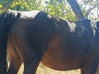 Jument, Kyrgyz Horse — photo 2