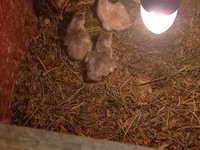 Chickens — 4-rasm