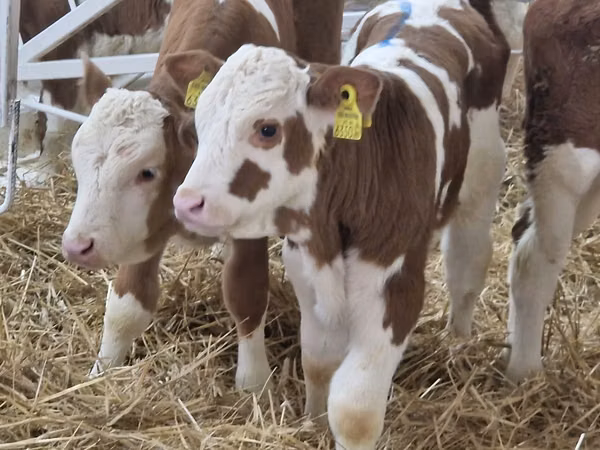أبقار (دفعة، الجنس غير محدد), Simmental cattle