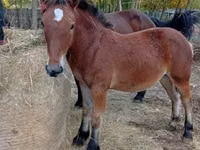公马, Horses — 照片 6
