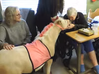 Jument, Miniature horse — photo 4