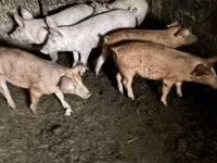 Vier, Porci — foto 3