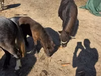 Jument, Chevaux — photo 4