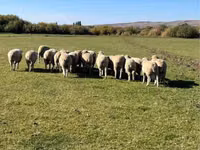 كبش, Australian merinos sheep — الصورة 4