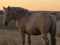 Hengst, New Altai Horse — Foto 1
