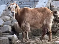 Cabra, Nubian Goat — foto 2