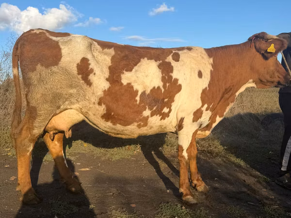 Vacă, Simmental cattle