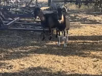 Billy Goat, Goats — photo 2