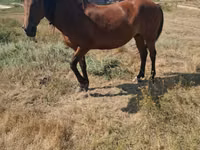 Yegua, Caballos — foto 5