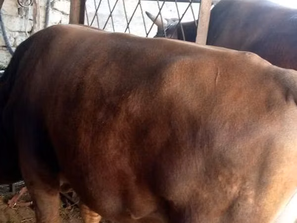 公牛, Cattle