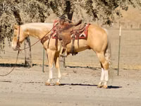Cal, Quarter Horse — foto 4
