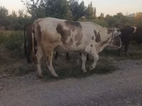 Sigir, Qoramol — 3-rasm