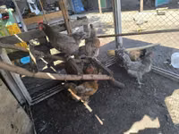 Adler Silver — foto 4