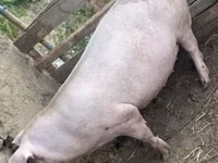 Säue, Schweine — Foto 5