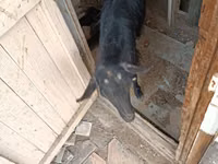 बकरी, Saanen goat — फ़ोटो 7