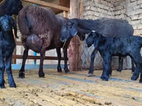 母羊, Hissar sheep — 照片 3