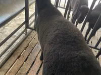 Widder, Jaidara sheep — Foto 2