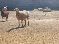Carnero, Ordabasy sheep — foto 1