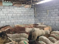 भेड़, Beulah Speckled face sheep — फ़ोटो 6
