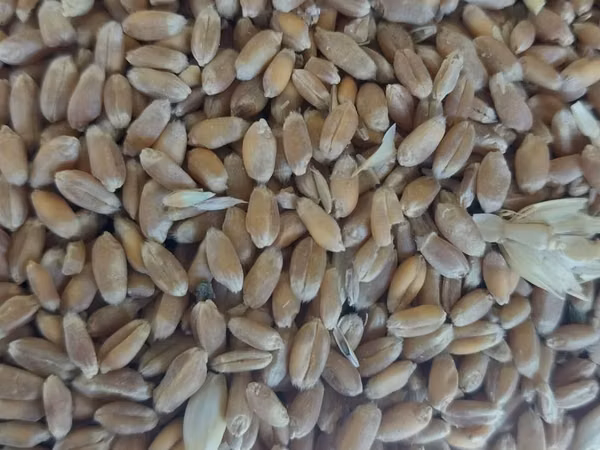 Bugdoy mesniy dastaka bor