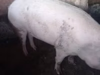 Vier, Porci — foto 2