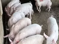 母猪 — 照片 3