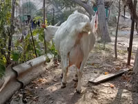 Dişi keçi, Saanen goat — foto 2