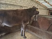 Kuh, Holstein-Rasse — Foto 8