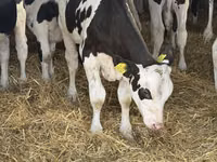 Buğa, Russian Black pied cattle — foto 8