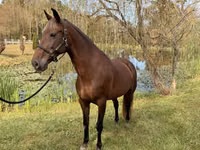 Stute, Rocky Mountain Horse — Foto 7