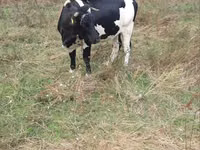 Vaca, Russian Black pied cattle — foto 2