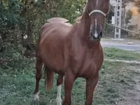 Cavalo, Kisber felver — foto 1